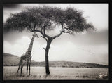 Savanna Giants Under Tree