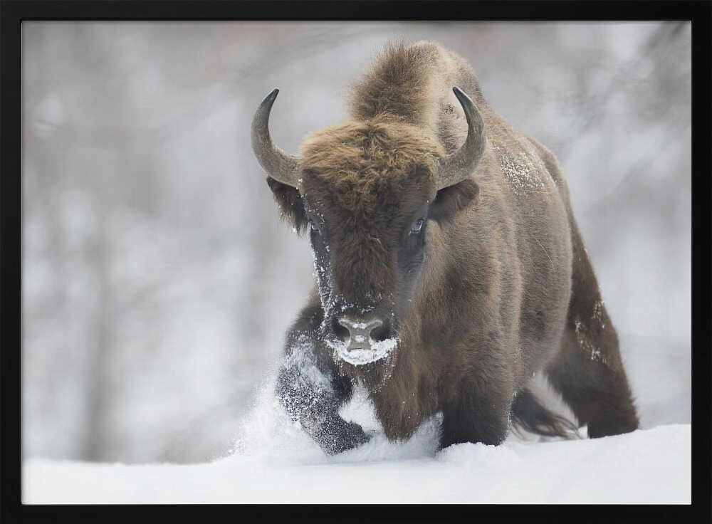 Wild Bison In Snow Art Print UK — Landscape Vibrant Wall Art — Living Room — Wall It All Prints