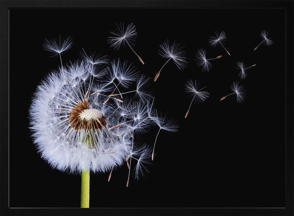 Dandelion Seeds Blowing Art Print UK — Botanical Dark Wall Art — Living Room — Wall It All Prints