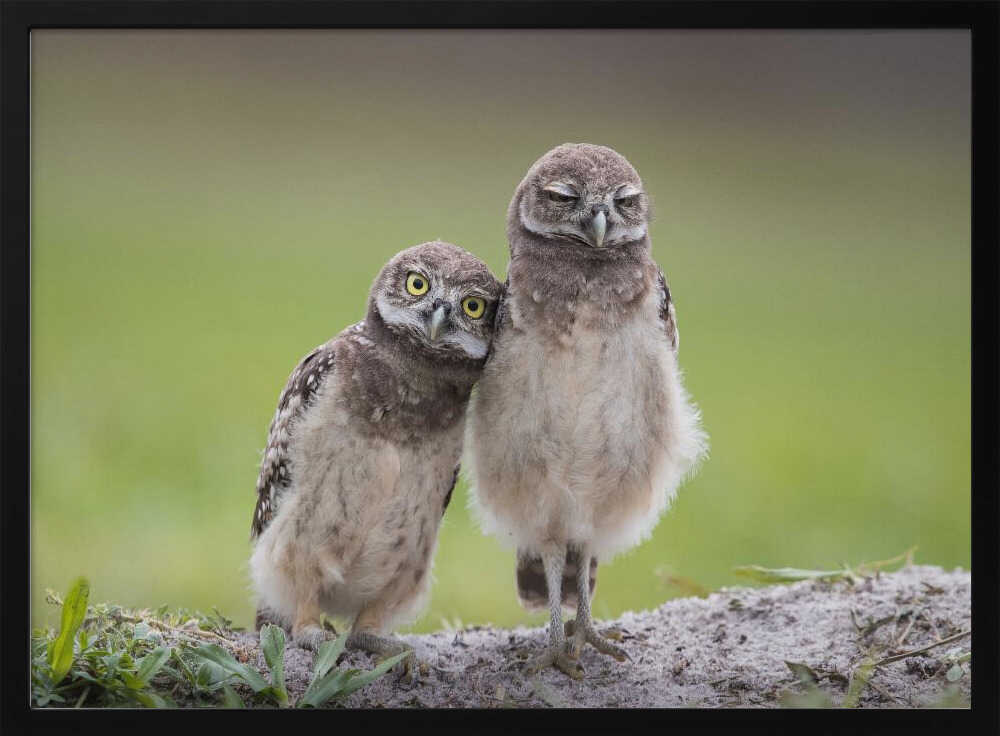 Two Adorable Owlets Art Print UK — Animal Calm Wall Art — Nursery — Wall It All Prints