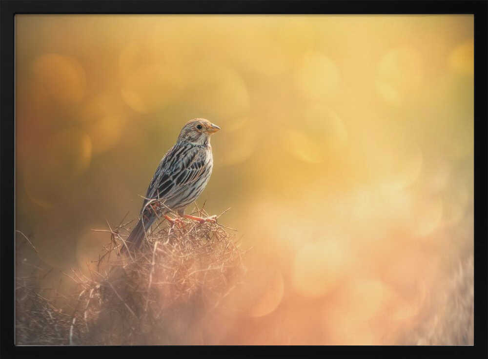 Sparrow In Golden Light Art Print UK — Animal Calm Wall Art — Bathroom — Wall It All Prints