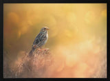 Sparrow In Golden Light Art Print UK — Animal Calm Wall Art — Bathroom — Wall It All Prints