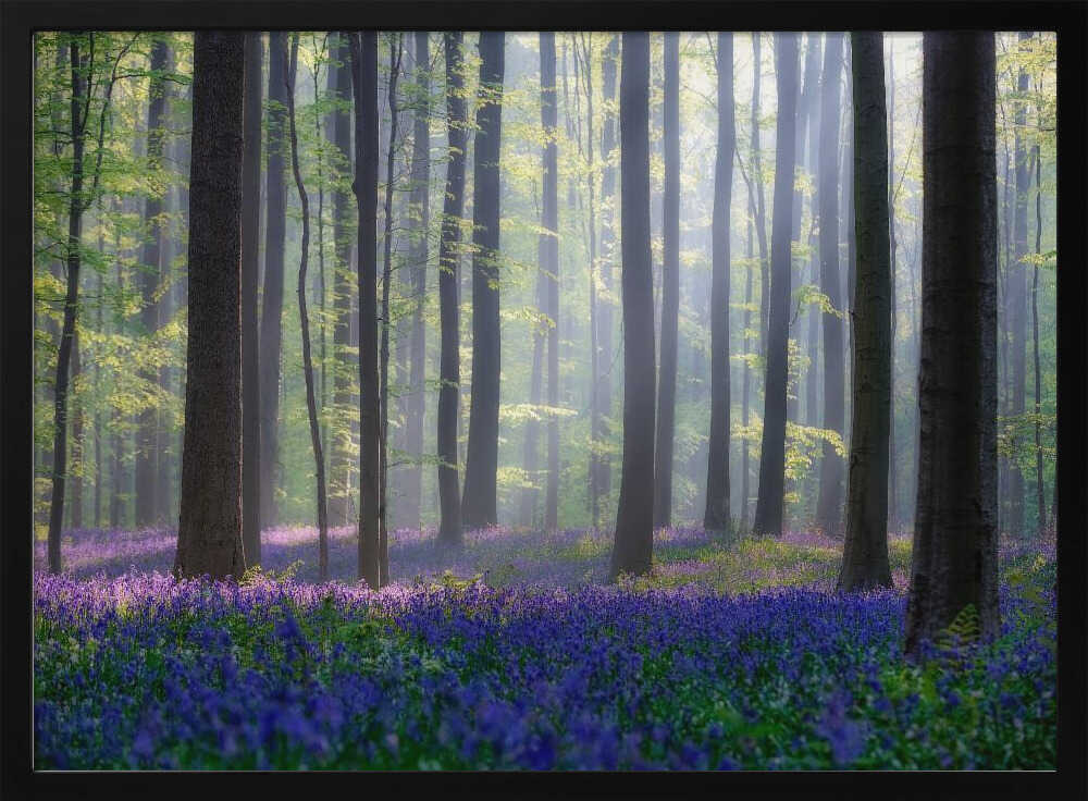 Misty Bluebell Forest Art Print UK — Botanical Vibrant Wall Art — Bedroom — Wall It All Prints