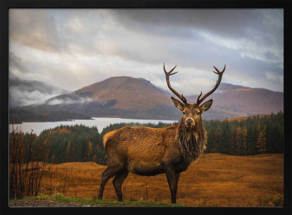 Majestic Highland Stag Art Print UK — Portrait Calm Wall Art — Living Room — Wall It All Prints
