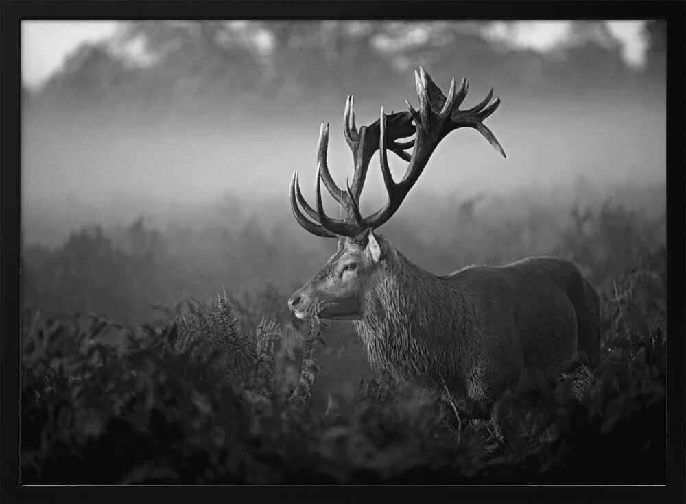 Majestic Stag in Mist Art Print UK — Dark Moody Calm Wall Art — Living Room — Wall It All Prints