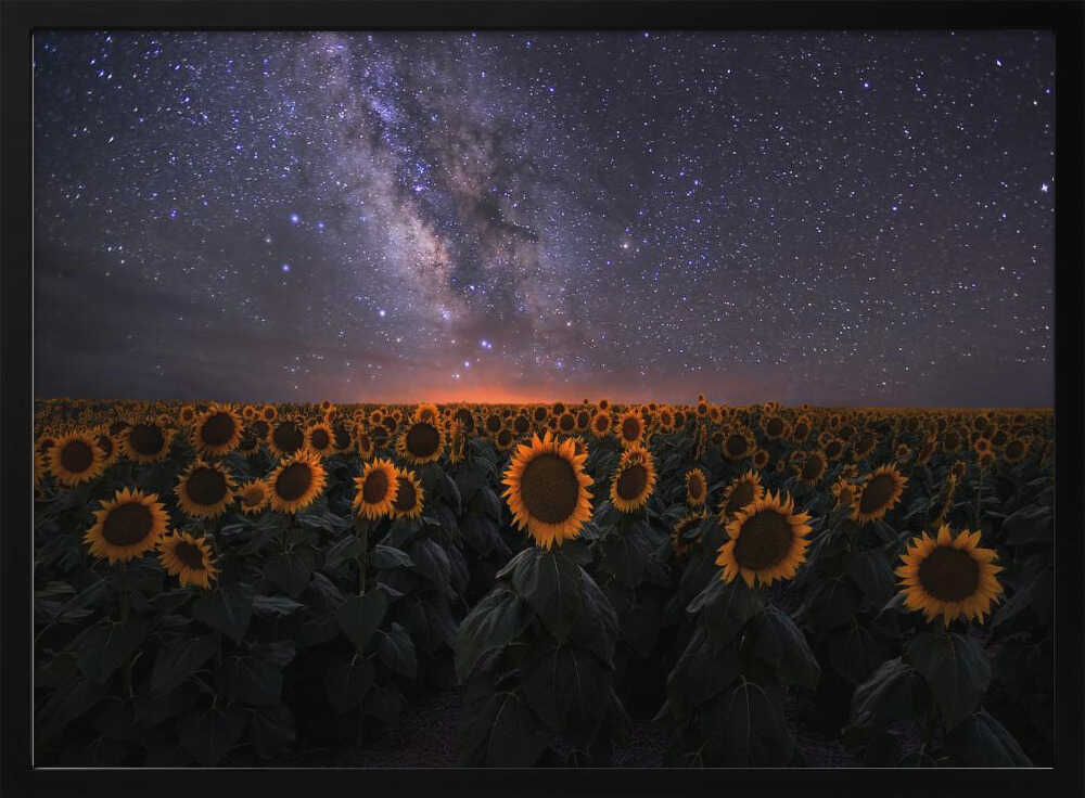 Milky Way Sunflower Field Art Print UK — Botanical Calm Wall Art — Bathroom — Wall It All Prints