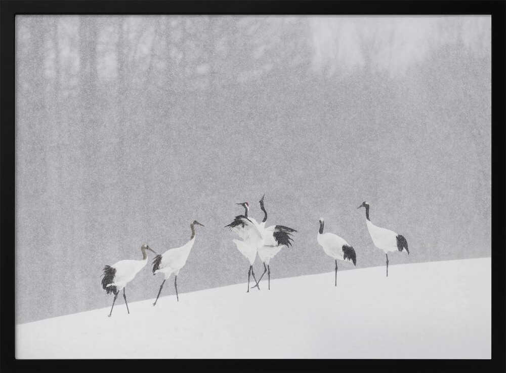 Red-crowned Cranes Snowfall Art Print UK — Japanese Calm Wall Art — Living Room — Wall It All Prints