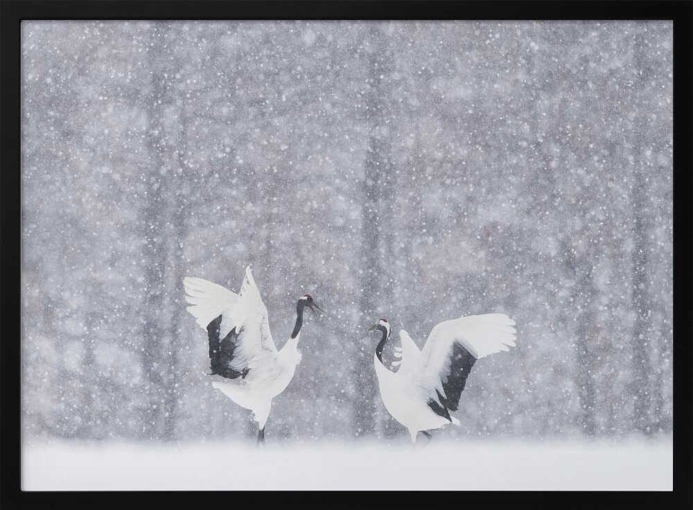Snowy Crane Dance Art Print UK — Landscape Calm Wall Art — Living Room — Wall It All Prints