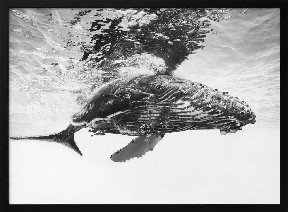 Majestic Humpback Whale Art Print UK — Portrait Calm Wall Art — Living Room — Wall It All Prints