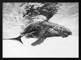 Majestic Humpback Whale