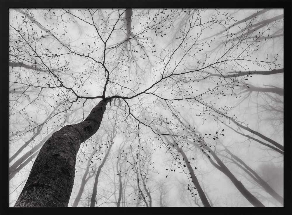 Winding Tree in Mist Art Print UK — Abstract Calm Wall Art — Office — Wall It All Prints