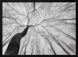 Winding Tree in Mist