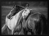 Gentle Horse Bond Art Print UK — Dark Moody Calm Wall Art — Living Room — Wall It All Prints