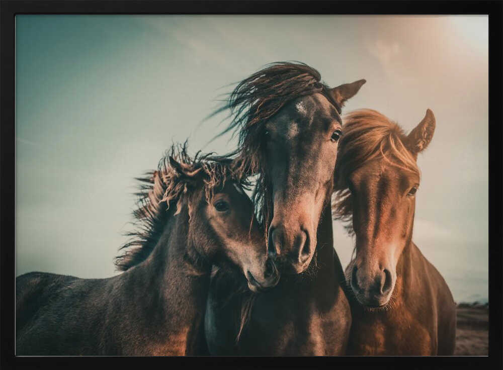 Wild Horse Family
