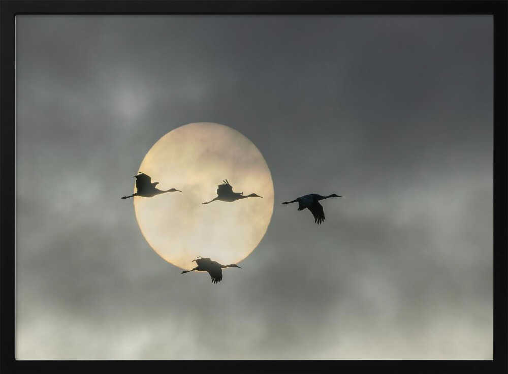 Flying Cranes Sun Art Print UK — Dark Moody Calm Wall Art — Living Room — Wall It All Prints