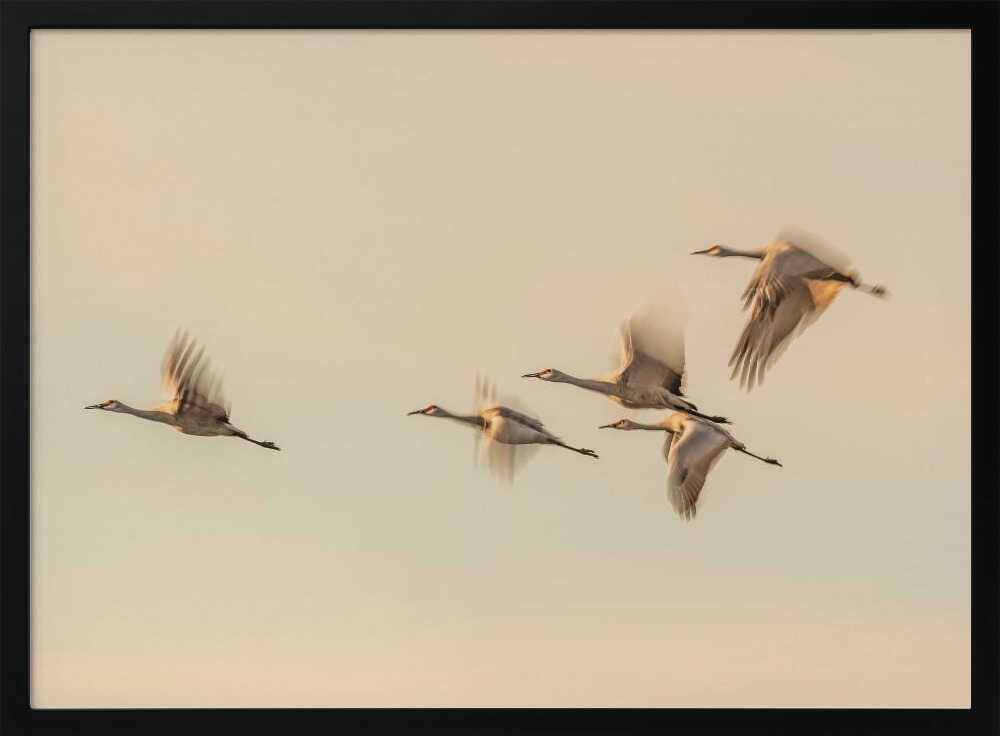 Cranes In Golden Flight Art Print UK — Animal Calm Wall Art — Living Room — Wall It All Prints