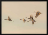 Cranes In Golden Flight Art Print UK — Animal Calm Wall Art — Living Room — Wall It All Prints