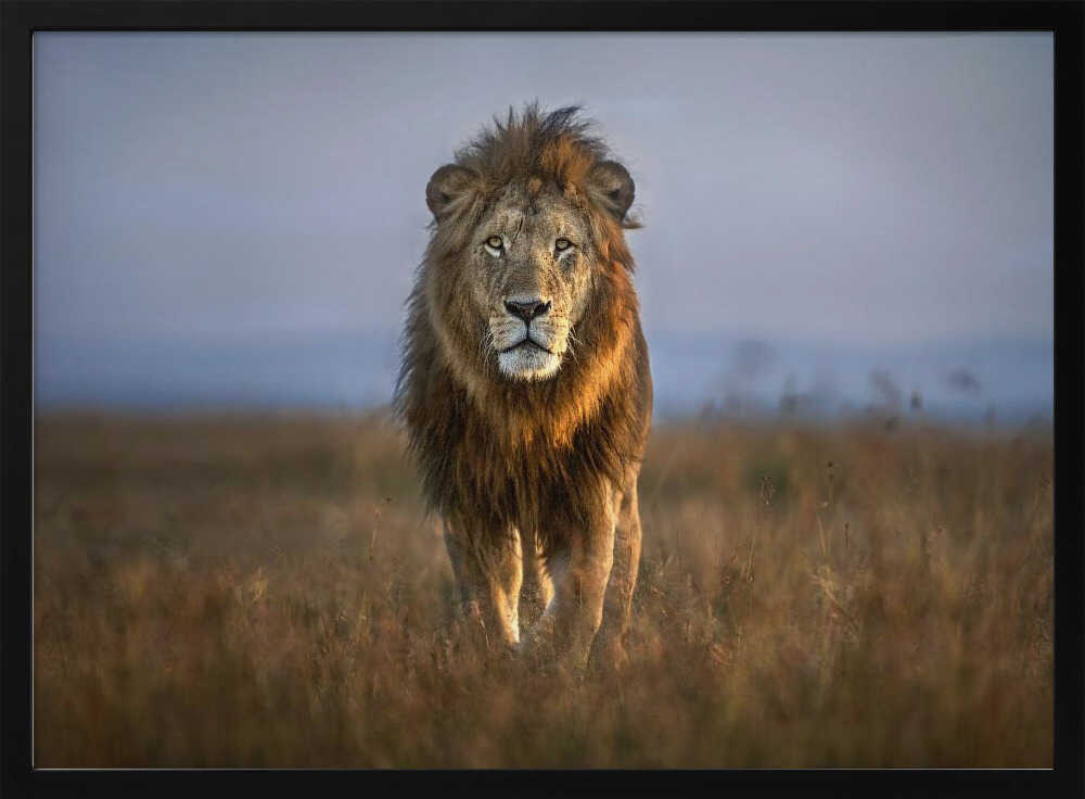 Majestic African Lion Art Print UK — Animal Warm Wall Art — Living Room — Wall It All Prints