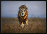 Majestic African Lion