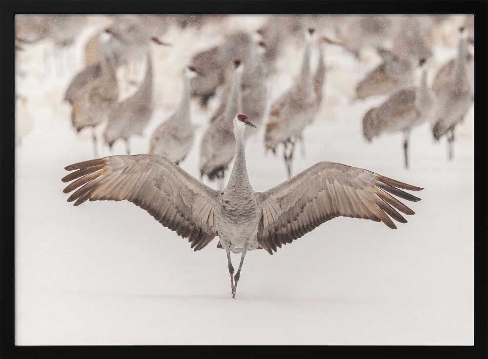 Sandhill Crane Winter Wings Art Print UK — Landscape Calm Wall Art — Living Room — Wall It All Prints