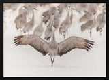 Sandhill Crane Winter Wings Art Print UK — Landscape Calm Wall Art — Living Room — Wall It All Prints