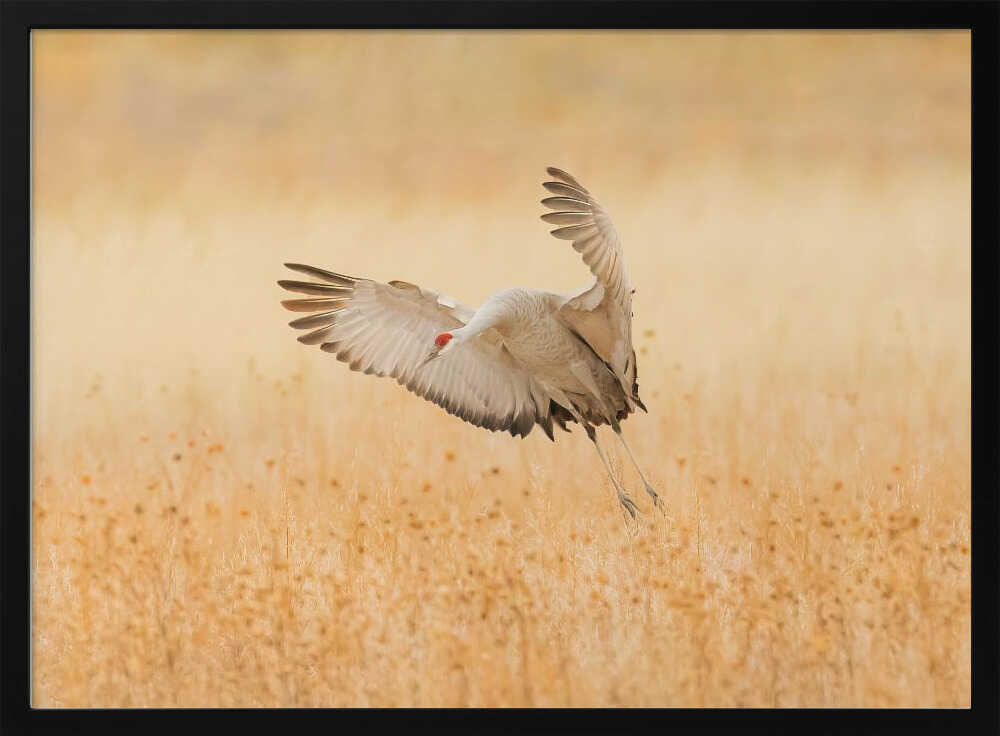Sandhill Crane Landing Art Print UK — Animal Warm Wall Art — Living Room — Wall It All Prints