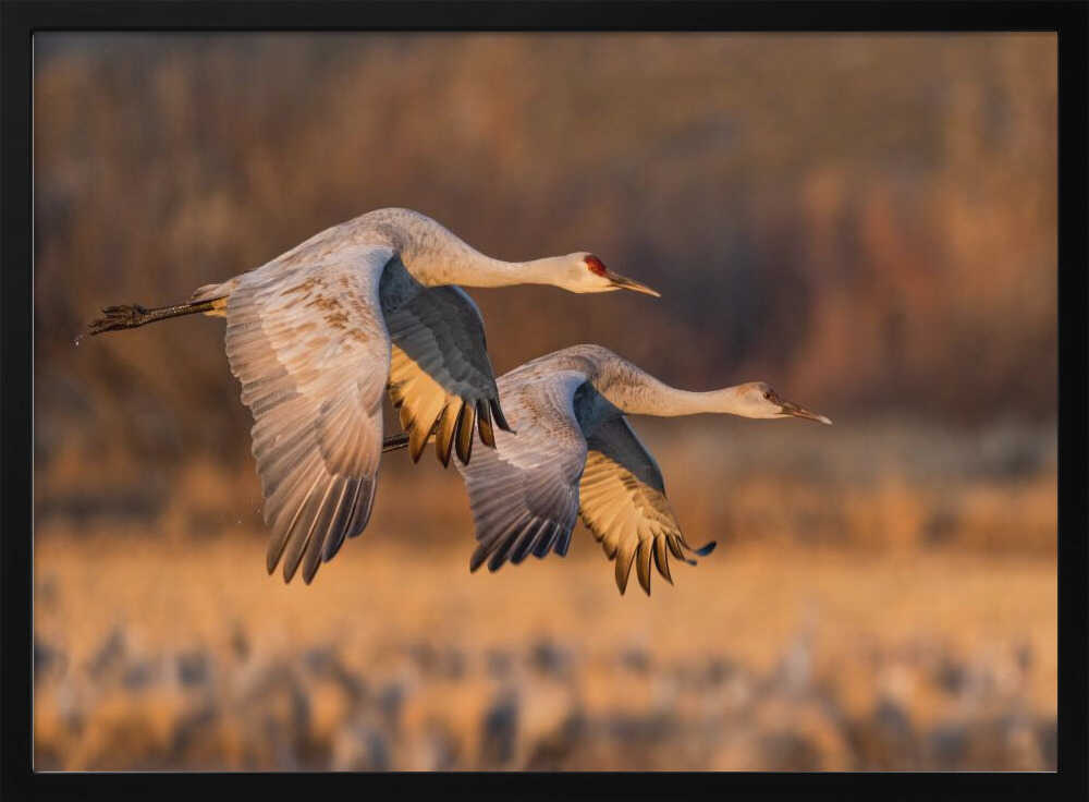 Graceful Cranes in Flight Art Print UK — Landscape Calm Wall Art — Living Room — Wall It All Prints