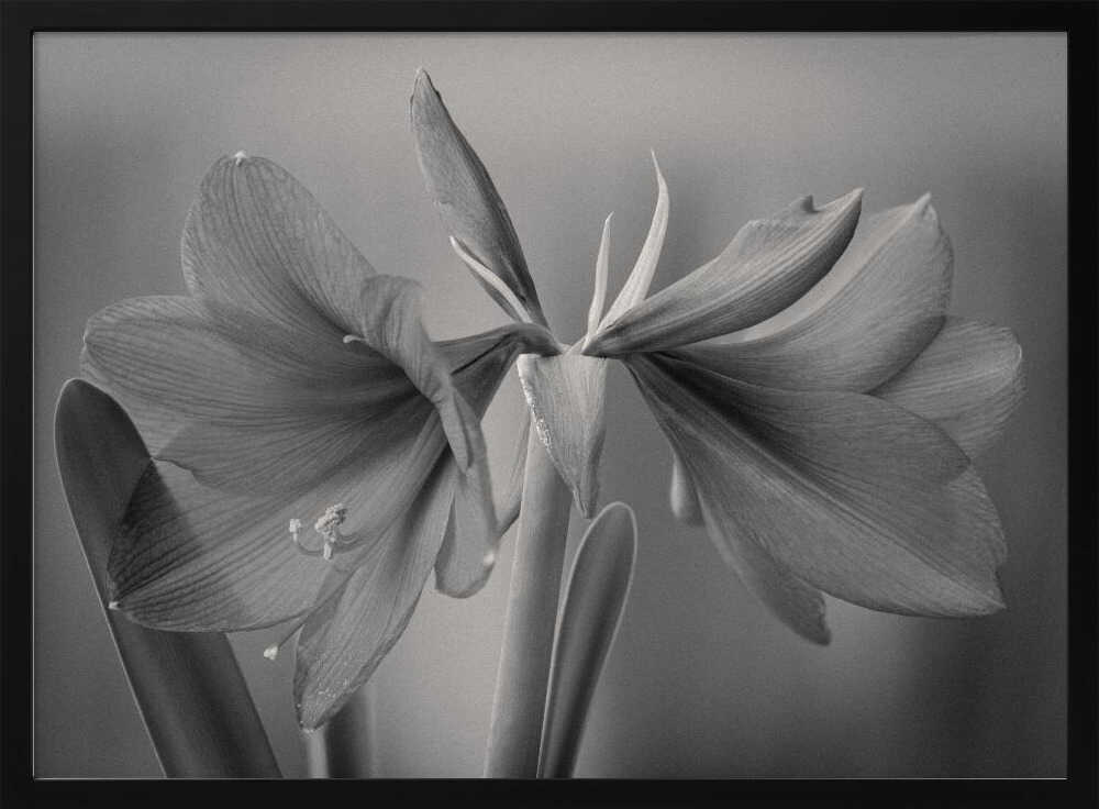 Graceful Floral Duet Art Print UK — Botanical Calm Wall Art — Living Room — Wall It All Prints