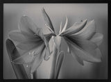 Graceful Floral Duet