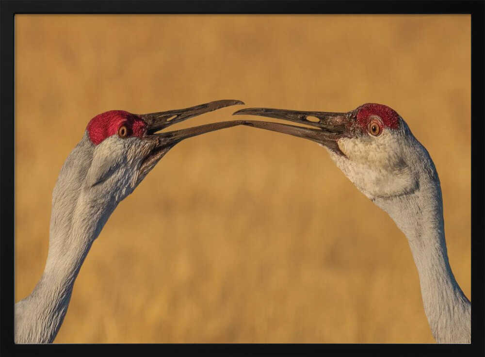 Gentle Crane Kiss Art Print UK — Animal Calm Wall Art — Living Room — Wall It All Prints