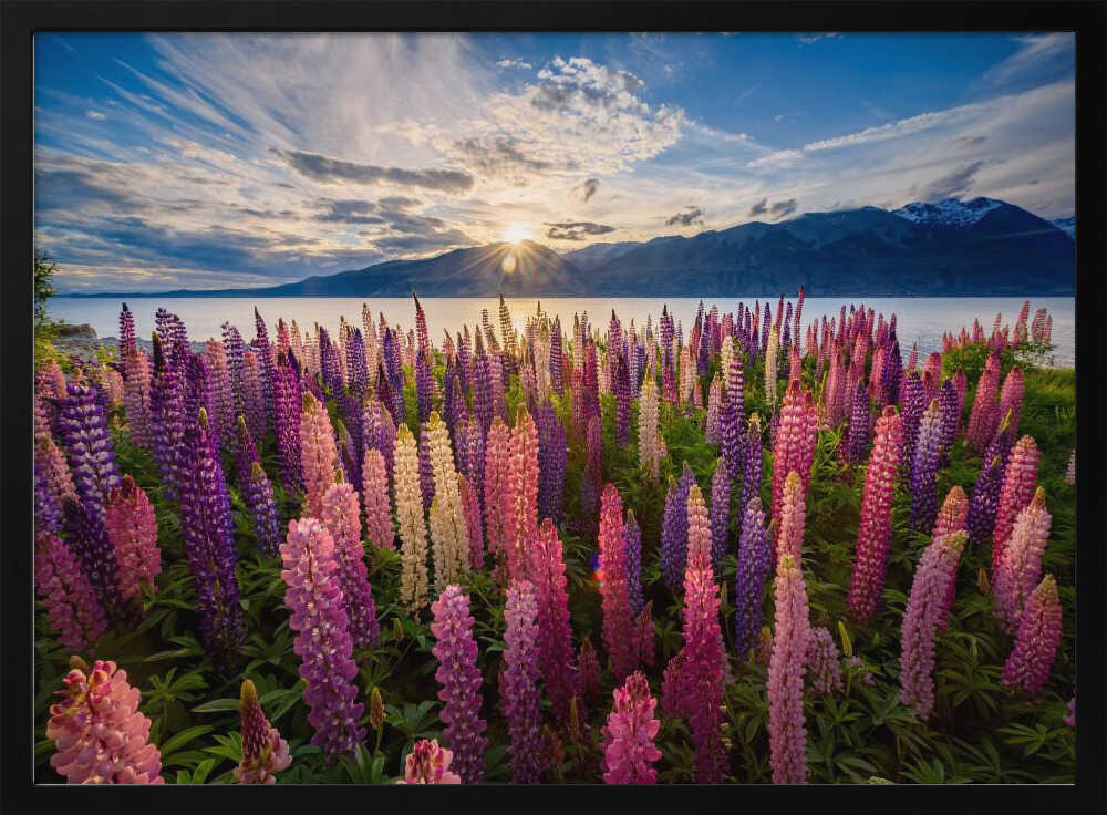 Lupine Sunset Lake Art Print UK — Botanical Vibrant Wall Art — Living Room — Wall It All Prints
