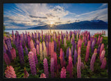 Lupine Sunset Lake Art Print UK — Botanical Vibrant Wall Art — Living Room — Wall It All Prints