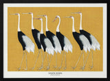 Japanese Red Crown Crane