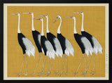 Japanese Red Crown Crane