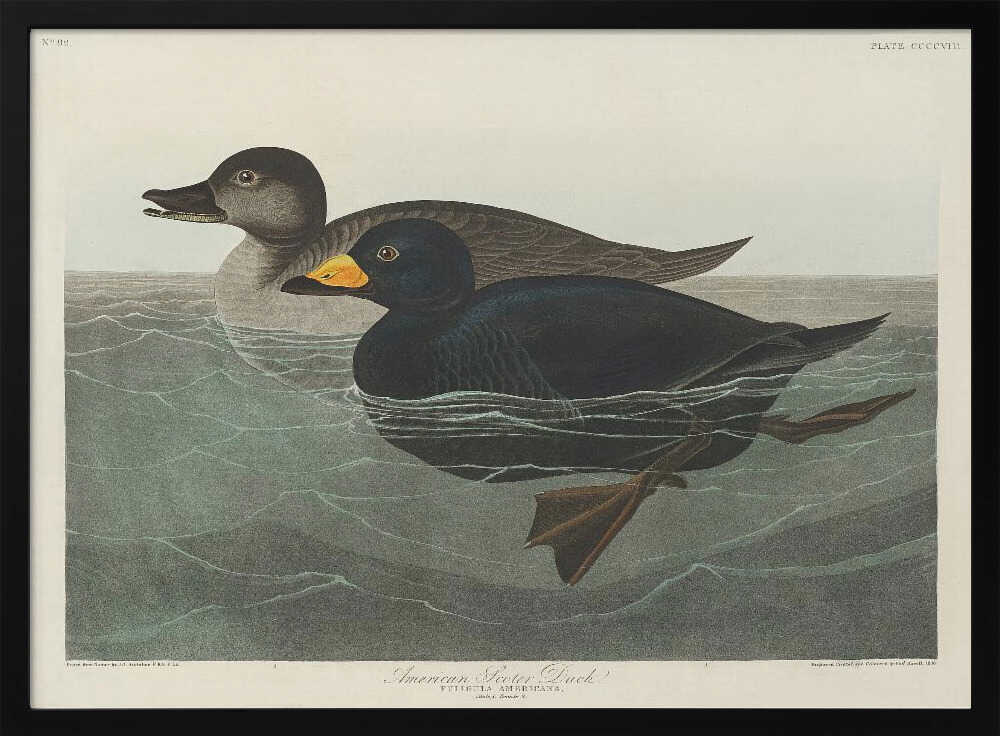 American Scoter Duck From Birds of America (1827)