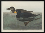 American Scoter Duck From Birds of America (1827)