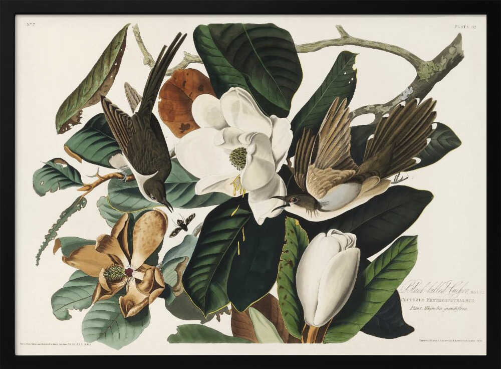 Black Billed Cuckoo From Birds of America (1827)