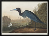 Blue Crane or Heron From Birds of America (1827)