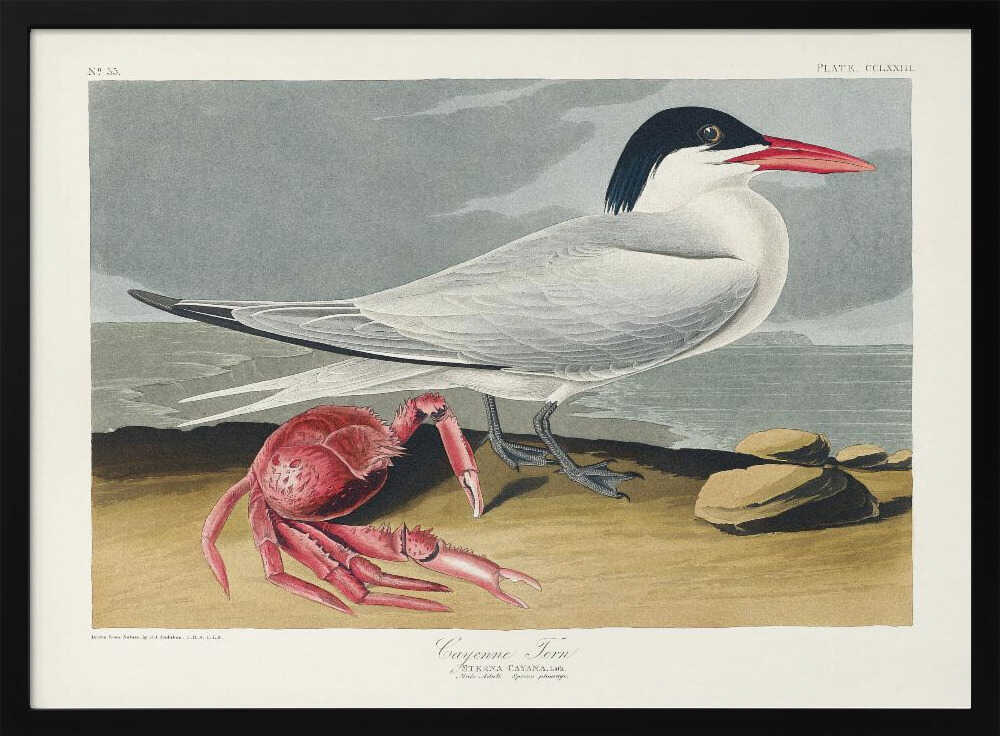 Cayenne Tern From Birds of America (1827)