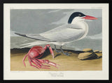Cayenne Tern From Birds of America (1827)