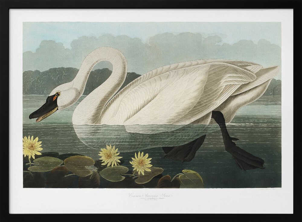 Common American Swan From Birds of America (1827)