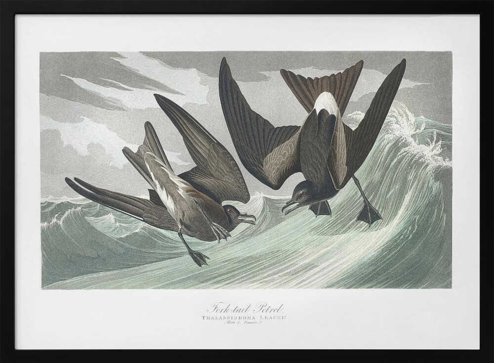 Fork Tailed Petrel From Birds of America (1827)
