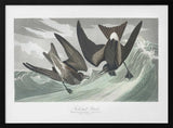 Fork Tailed Petrel From Birds of America (1827)