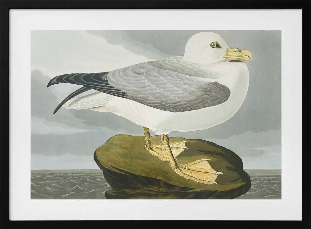Fulmar Petrel From Birds of America (1827)