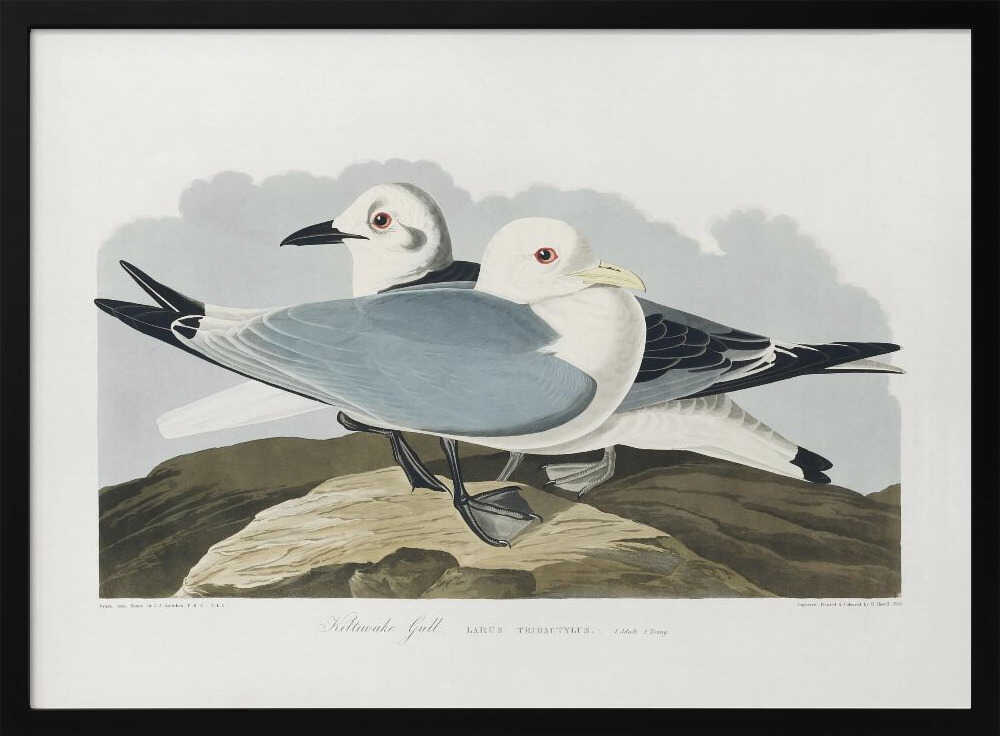 Kittiwake Gull From Birds of America (1827)