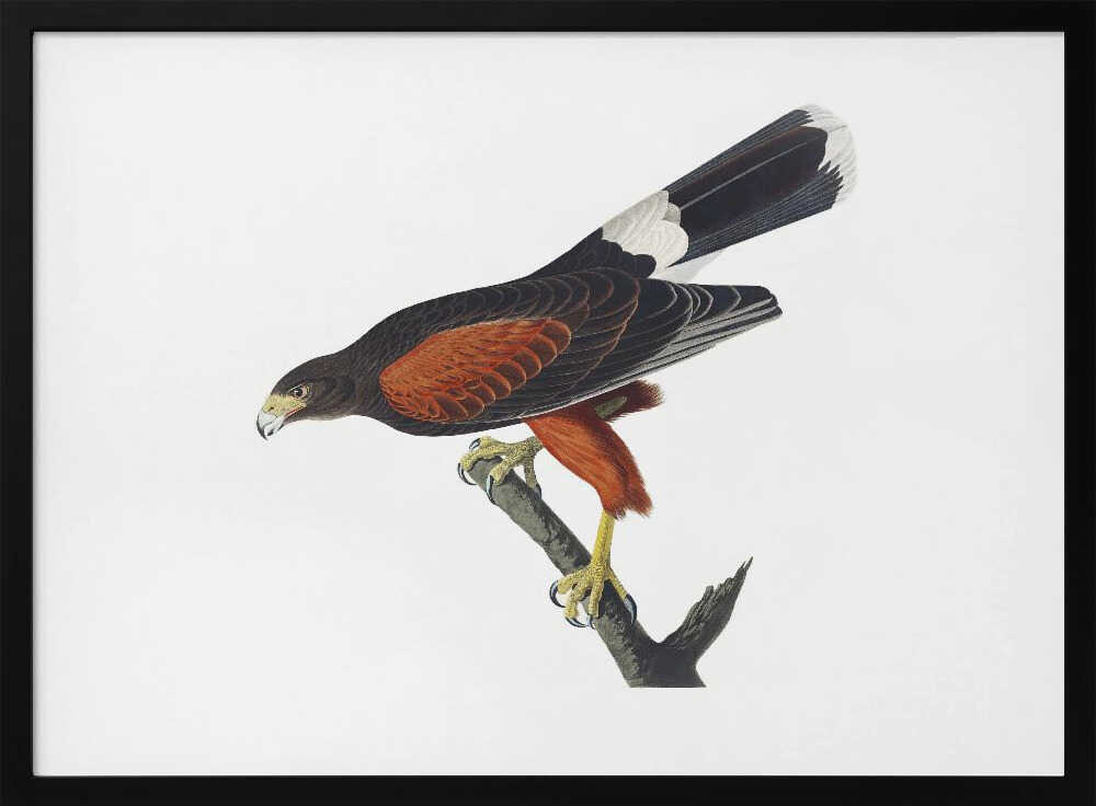 Louisiana Hawk From Birds of America (1827