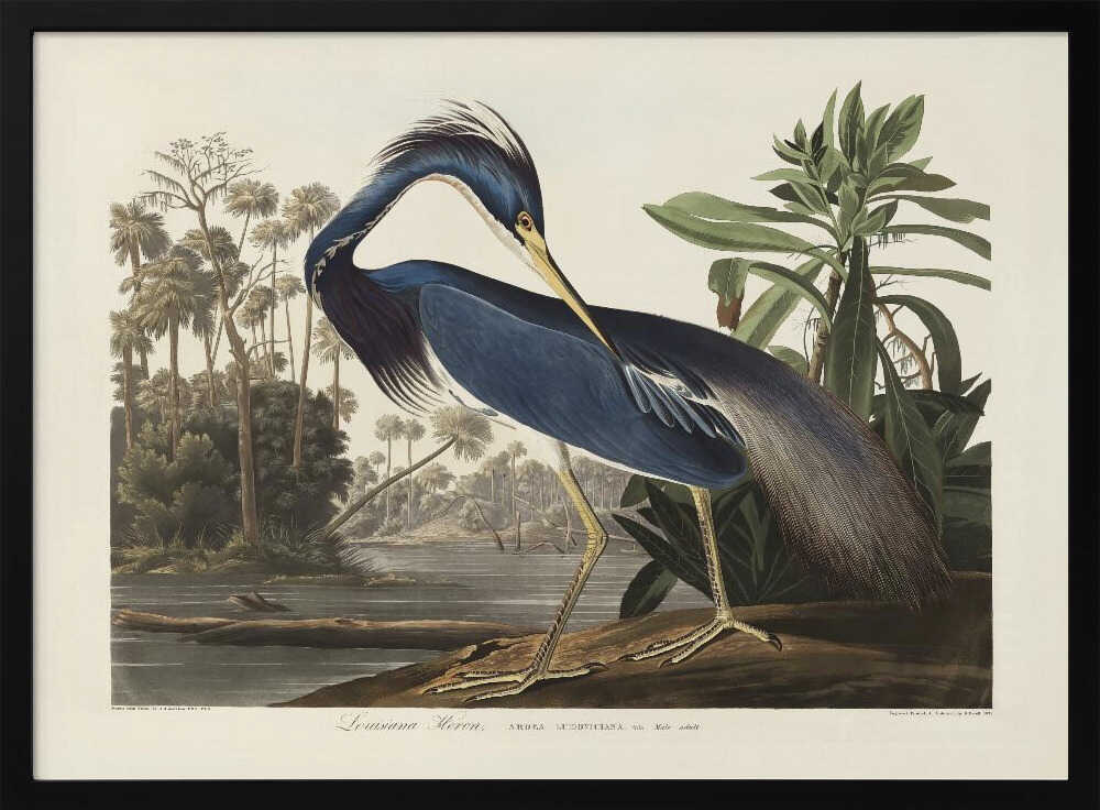 Louisiana Heron From Birds of America (1827)