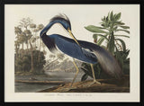 Louisiana Heron From Birds of America (1827)