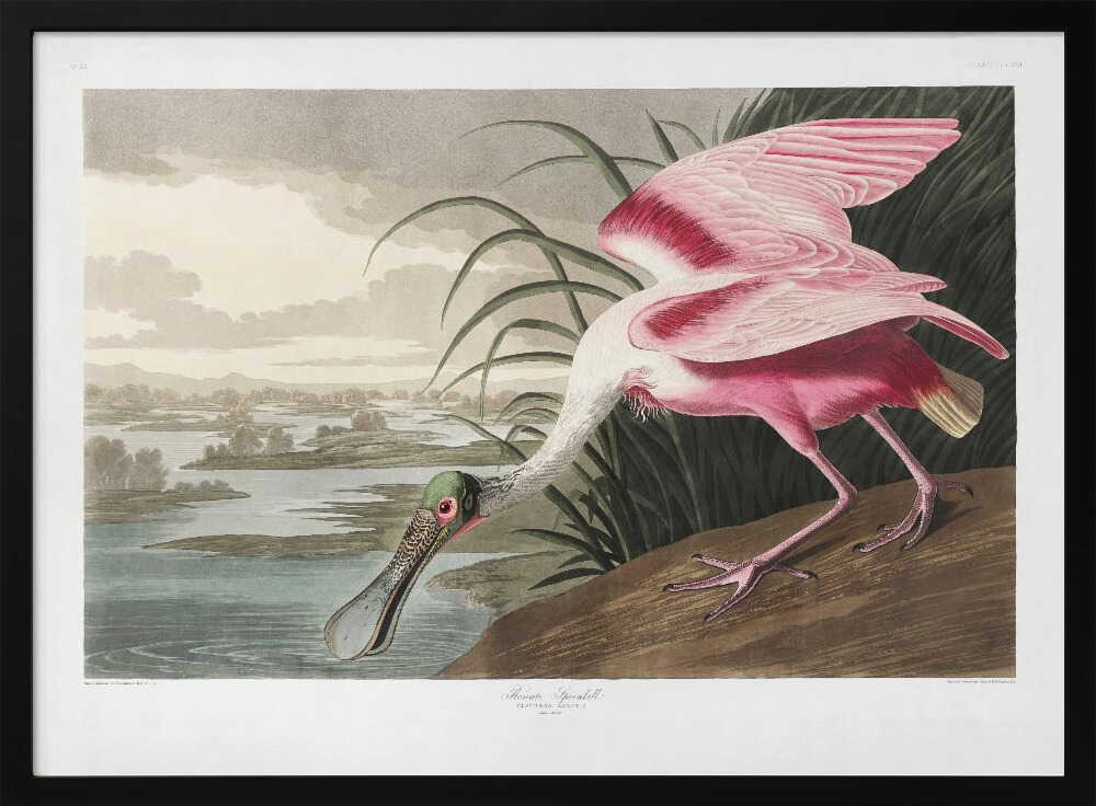 Roseate Spoonbill From Birds of America (1827)