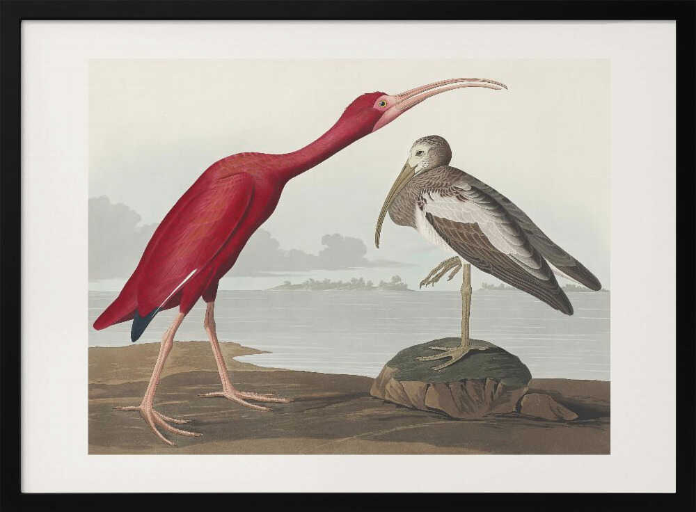 Scarlet Ibis From Birds of America (1827)